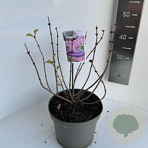 Syringa meyeri Flowerfesta Pink 40-50 cm 5,0L