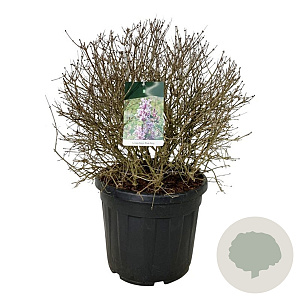 Syringa Sugar Plum Fairy 60-80 cm cont. 55L bol extra