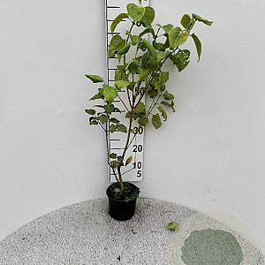 Syringa vulgaris 40-60 cm 2,0L