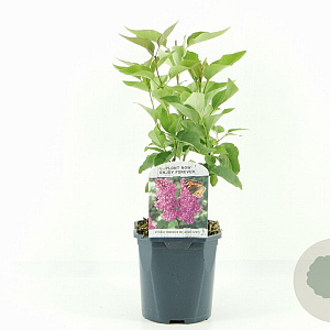 Syringa v. 'And. an Ludwig Späth' 30-40 cm 2,0L