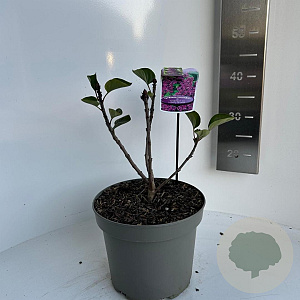 Syringa v. 'And. an Ludwig Späth' 30-40 cm 5,0L