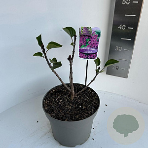 Syringa v. 'And. an Ludwig Späth' 30-40 cm 5,0L