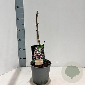 Syringa v. Beauty of Moscow 30-40 cm 2,0L