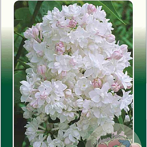 Syringa v. Beauty of Moscow 60-80 cm 5,0L 3-5 tak
