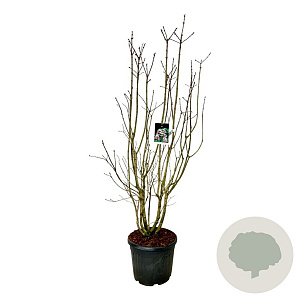 Syringa v. Beauty of Moscow 170-200 cm cont. 55L extra