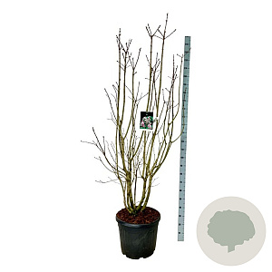 Syringa v. Beauty of Moscow 170-200 cm cont. 55L extra