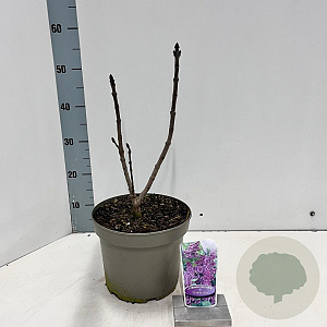 Syringa v. 'Charles Joly' 40-50 cm 5,0L