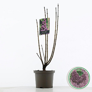 Syringa v. 'Charles Joly' 60-80 cm 5,0L 3-5 tak