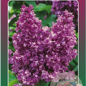 Syringa v. 'Charles Joly' 60-80 cm 5,0L 3-5 tak
