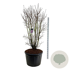 Syringa v. 'Charles Joly' 175-200 cm cont. 230L solitair