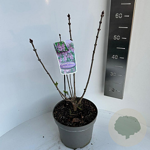 Syringa v. 'Michel Buchner' 40 cm 
