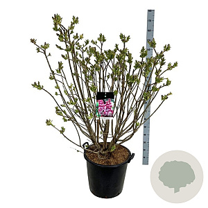 Syringa v. 'Michel Buchner' 100-125 cm cont. 55L extra