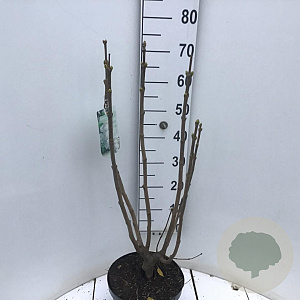 Syringa v. 'Mme Lemoine' 60-80 cm 7,5L