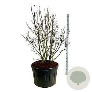 Syringa v. 'Mme Lemoine' 175-200 cm cont. 230L solitair