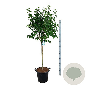Syringa v. 'Mme Lemoine' 120 cm stam cont. 55L extra