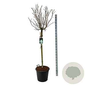 Syringa v. 'Mme Lemoine' 120 cm stam cont. 55L extra