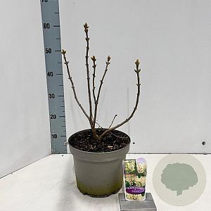 Syringa v. 'Primrose' 40-50 cm 5,0L