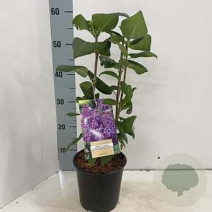 Syringa v. 'Ruhm von Horstenstein' 30-40 cm 2,0L