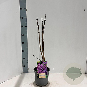 Syringa v. 'Ruhm von Horstenstein' 30-40 cm 2,0L