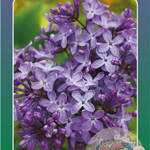 Syringa v. 'Ruhm von Horstenstein' 60-80 cm 5,0L 3-5 tak