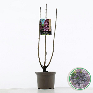 Syringa v. 'Ruhm von Horstenstein' 60-80 cm 5,0L 3-5 tak