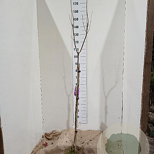 Syringa v. 'Sensation' 100 cm stam 5,0L