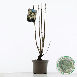 Syringa v. 'Souv. d'Alice Harding' 60-80 cm 5,0L 3-5 tak