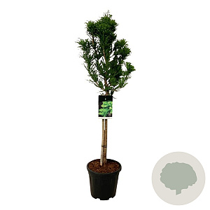 Taxodium dist. 'Pevé Minaret' 60 cm stam 15L