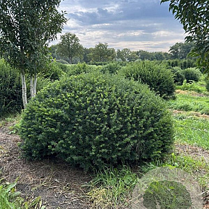 Taxus baccata 170-180 cm draadkluit bol