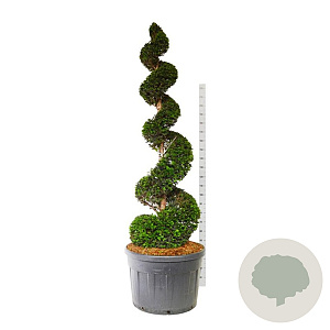 Taxus baccata 200-225 cm cont. 180L spiraal