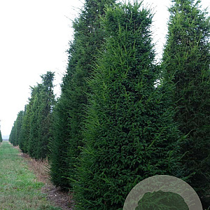 Taxus baccata 225-250 cm draadkluit solitair opgeknipt