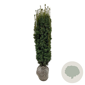 Taxus b. 'David' 120-140 cm met kluit extra