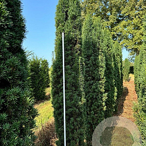 Taxus b. 'Fastigiata Robusta' 200-225 cm draadkluit solitair