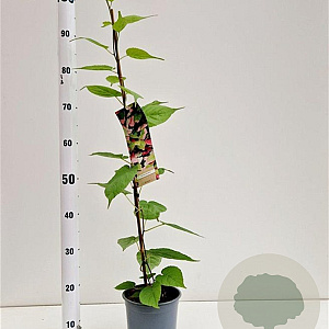 Actinidia kolomikta 70-80 cm 2,5L