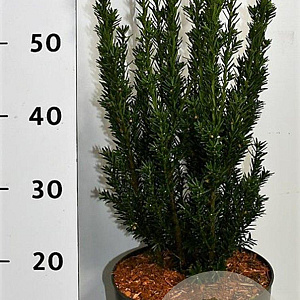 Taxus media 'Hillii' 60-70 cm 5,0L
