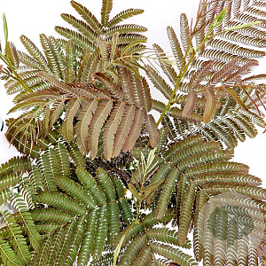 Albizia julibr. 'Evi's Pride' 170-200 cm 10L
