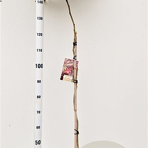 Albizia julibr. 'Evi's Pride' 170-200 cm 10L