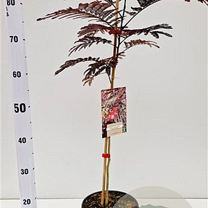 Albizia julibr. 'Summer Chocolate' 60-80 cm 3,0L