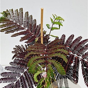 Albizia julibr. 'Summer Chocolate' 60-80 cm 3,0L