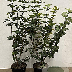 Viburnum opulus 80-100 cm 7,5L