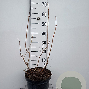 Viburnum opulus 'Roseum' 60-80 cm 7,5L