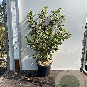 Viburnum opulus 'Roseum' 60-80 cm 7,5L