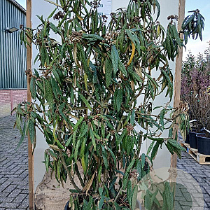 Viburnum rhytidophyllum 150-175 cm cont. 70L najaarspotting