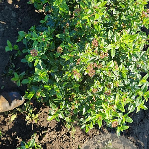 Viburnum tinus 60-80 cm met kluit