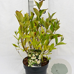 Weigela 'Bristol Snowflake' 40-50 cm 3,0L