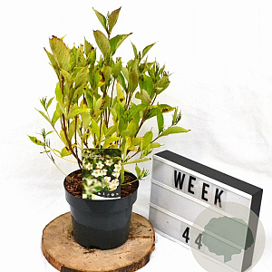 Weigela 'Bristol Snowflake' 40-50 cm 3,0L