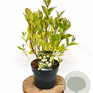 Weigela 'Bristol Snowflake' 40-50 cm 3,0L