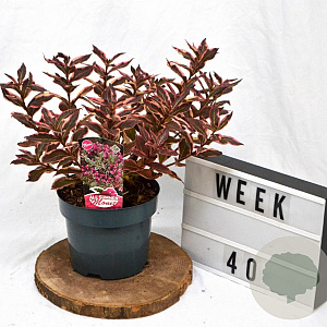 Weigela florida All Summer Monet 25-30 cm 3,0L