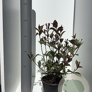 Weigela florida 'Victoria' 30-40 cm 2,0L