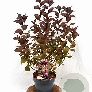 Weigela florida 'Victoria' 40-50 cm 3,0L